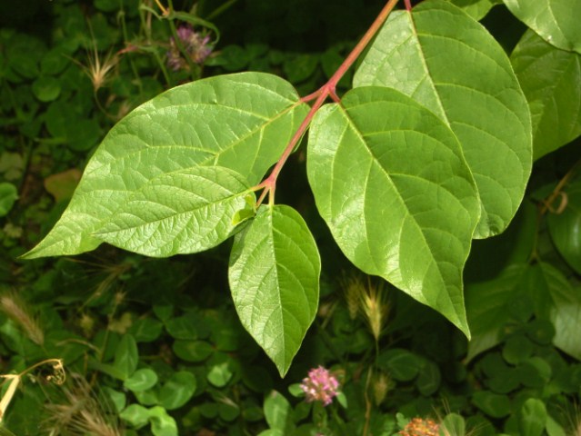 Un arbusto dagli strani fiori - Calycanthus floridus
